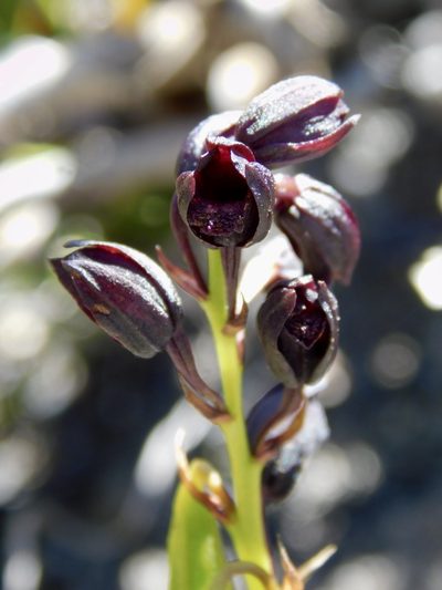 Eulophia ustulata, photographed by Rebecca Ryen-Stols