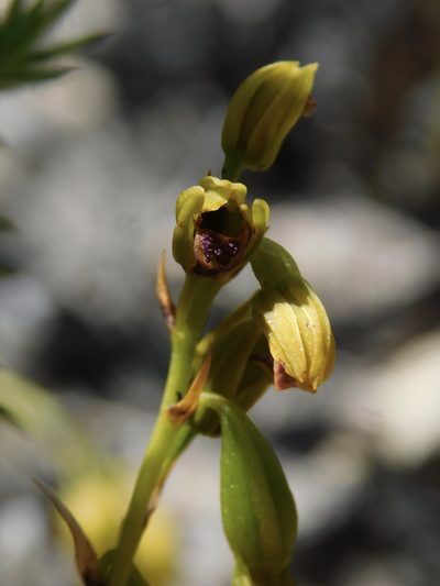 Eulophia ustulata, photographed by Rebecca Ryen-Stols