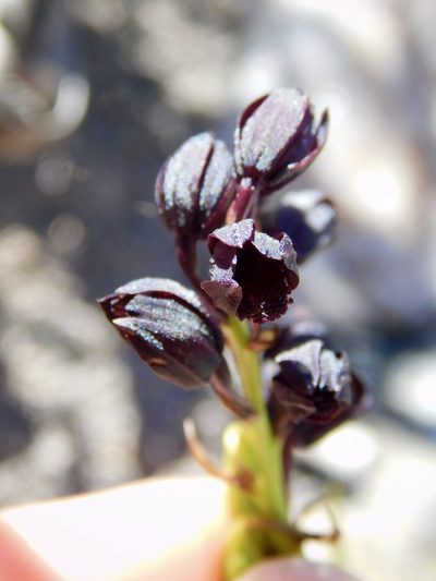 Eulophia ustulata, photographed by Rebecca Ryen-Stols
