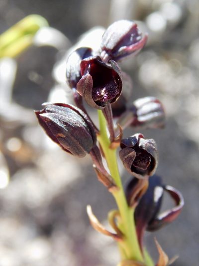 Eulophia ustulata, photographed by Rebecca Ryen-Stols