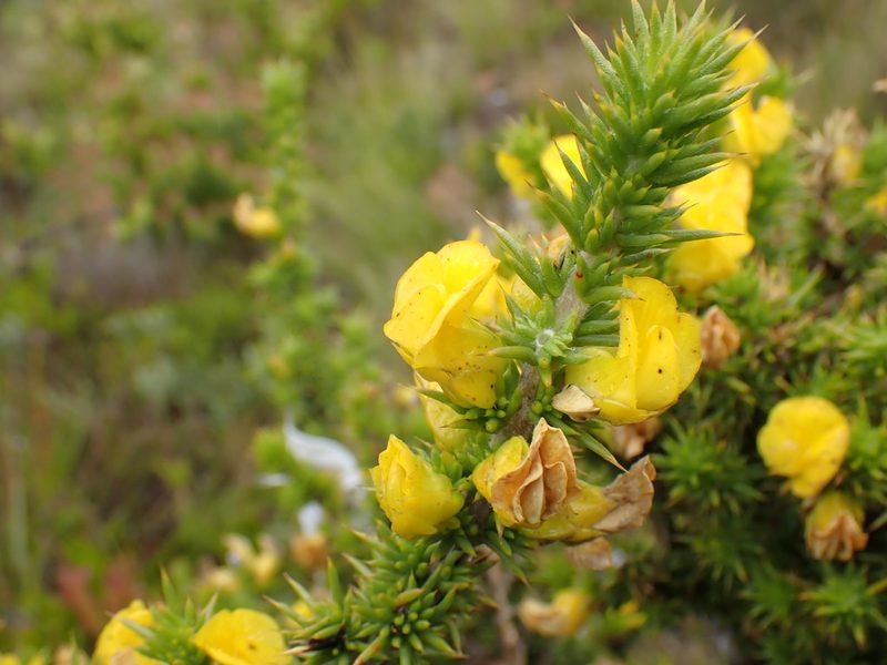 Aspalathus aciphylla, photographed by Di Turner