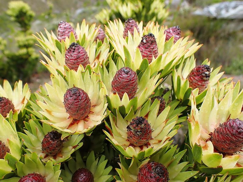 Leucadendron loeriense, photographed by Di Turner