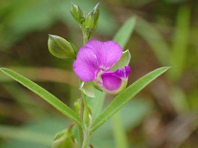 Polygala amatymbica, photographed by Mahomed Desai