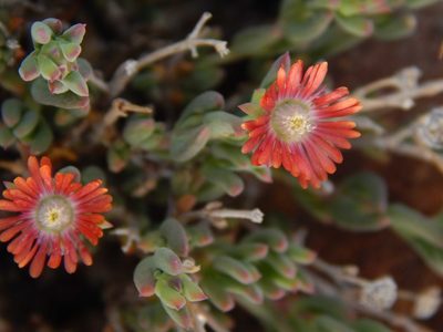 Delosperma multiflorum, photographed by melda