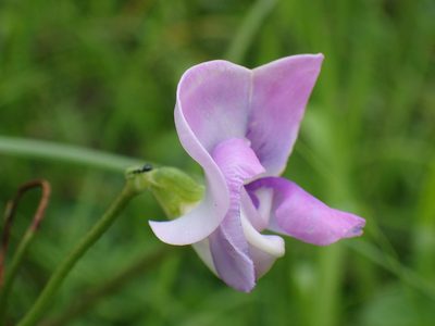 Vigna unguiculata, photographed by Mahomed Desai