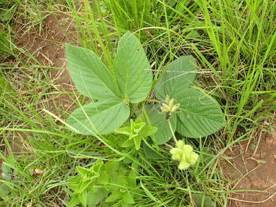 Eriosema cordatum, photographed by Mahomed Desai