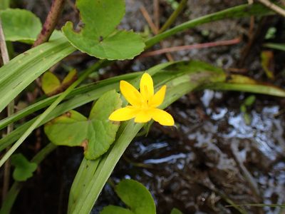 Hypoxis angustifolia, photographed by Mahomed Desai