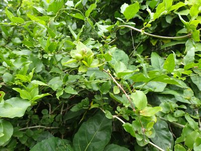 Jasminum multipartitum, photographed by Mahomed Desai