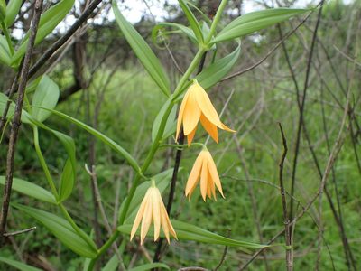 Gloriosa modesta, photographed by Mahomed Desai