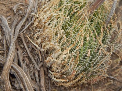 Aristaloe aristata, photographed by melda
