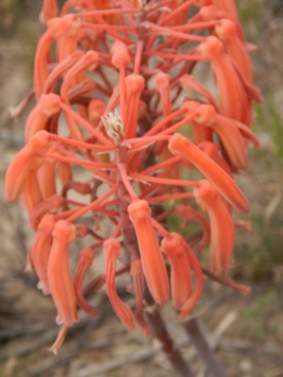 Aristaloe aristata, photographed by melda