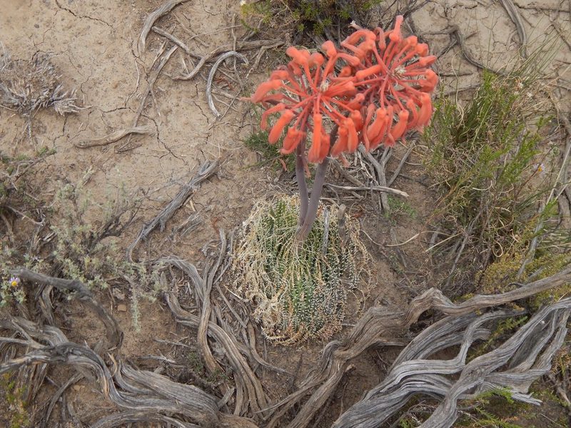 Aristaloe aristata, photographed by melda