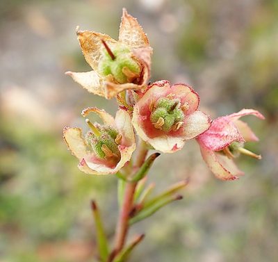 Hermannia filifolia, photographed by Di Turner