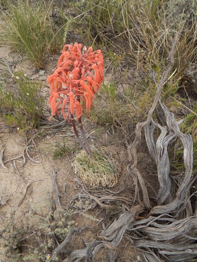 Aristaloe aristata, photographed by melda
