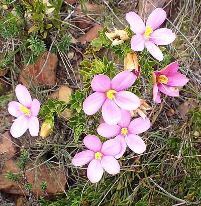 Chironia serpyllifolia, photographed by Di Turner