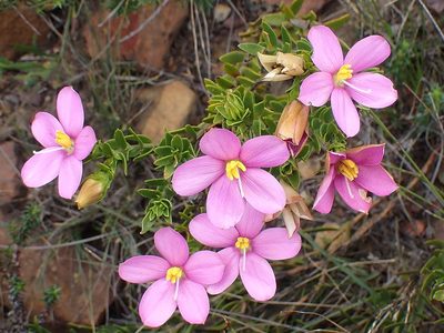 Chironia serpyllifolia, photographed by Di Turner