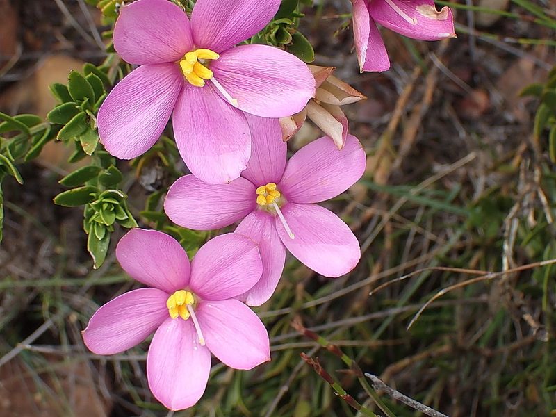 Chironia serpyllifolia, photographed by Di Turner