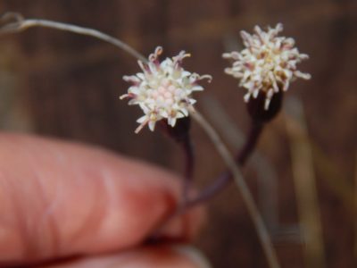 Senecio radicans, photographed by melda