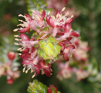 Passerina obtusifolia, photographed by Di Turner