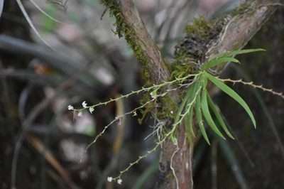 Ornithocephalus inflexus, photographed by Adriana García Ramírez