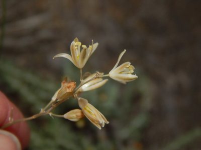 Nicipe juncifolia, photographed by melda