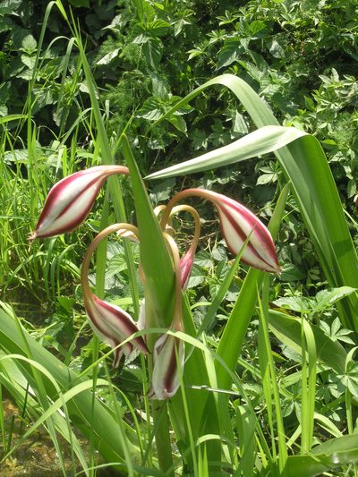 Crinum ornatum, photographed by Oleg Kosterin