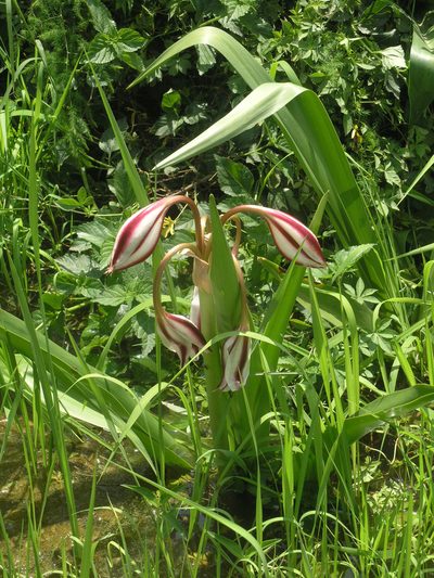 Crinum ornatum, photographed by Oleg Kosterin
