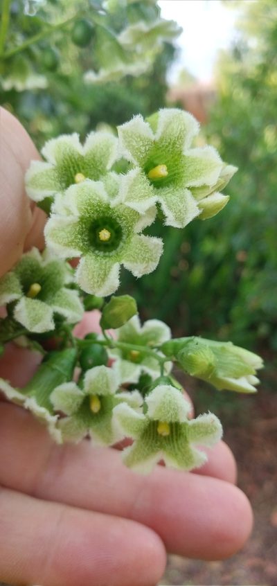 Cayaponia attenuata, photographed by Edson Luis Fabro Gasperin