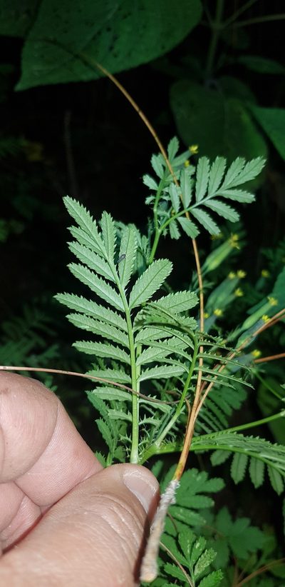 Tagetes foetidissima, photographed by Eugenio Padilla