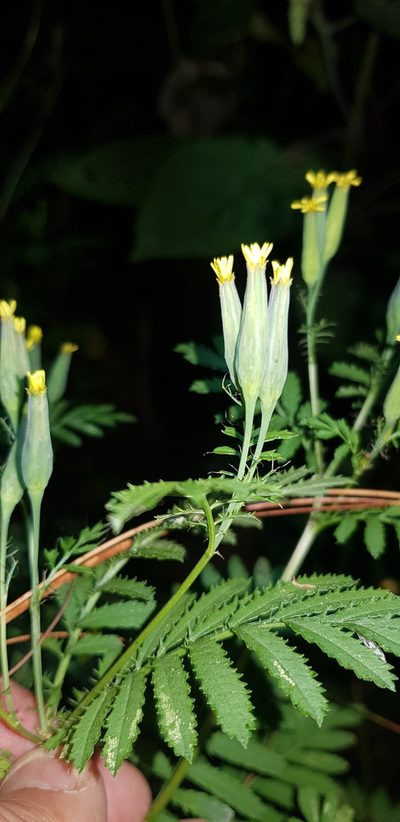 Tagetes foetidissima, photographed by Eugenio Padilla