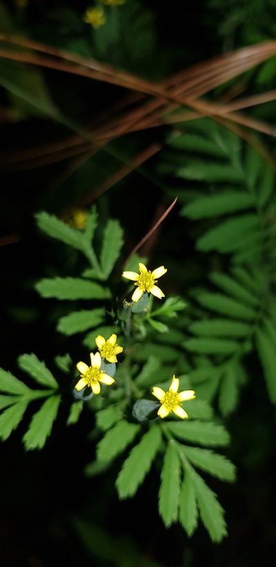 Tagetes foetidissima, photographed by Eugenio Padilla