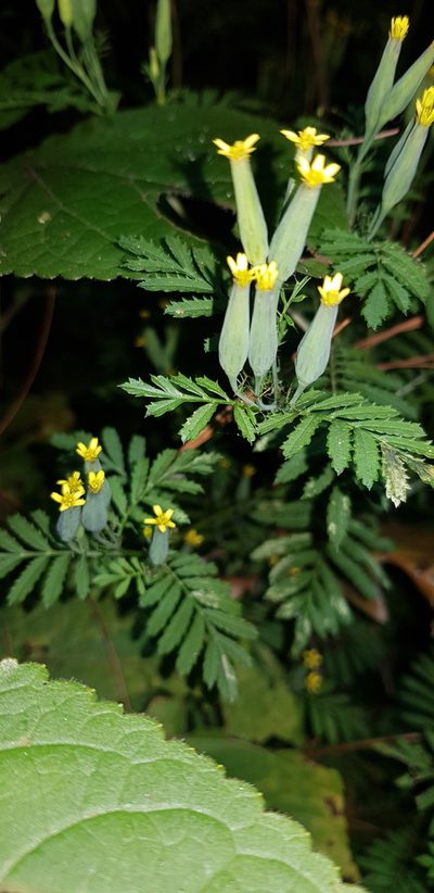 Tagetes foetidissima, photographed by Eugenio Padilla