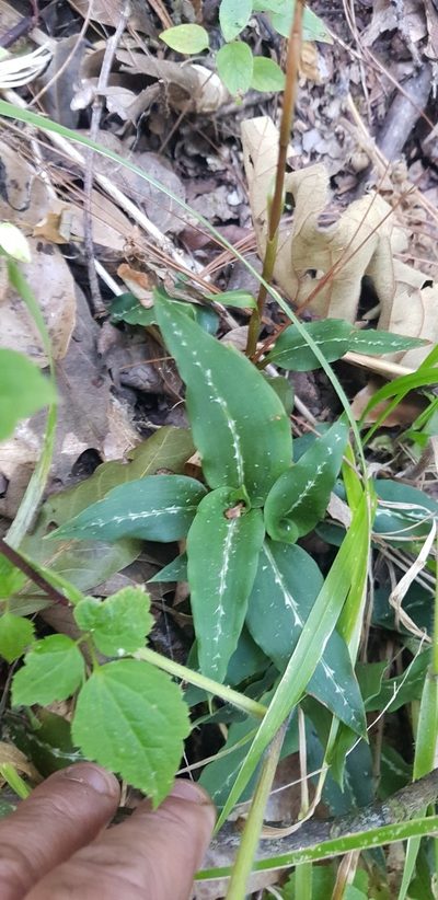 Goodyera striata, photographed by Eugenio Padilla