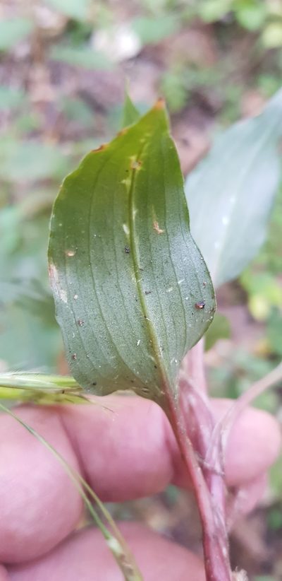 Goodyera striata, photographed by Eugenio Padilla