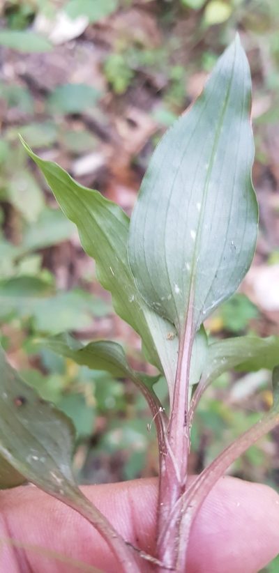 Goodyera striata, photographed by Eugenio Padilla