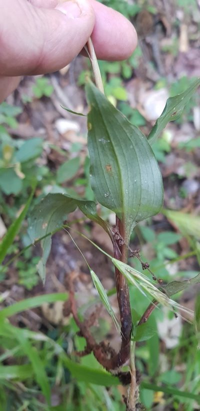 Goodyera striata, photographed by Eugenio Padilla