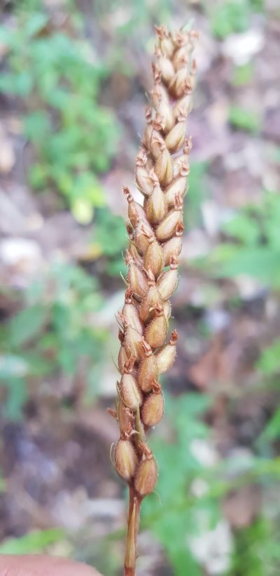 Goodyera striata, photographed by Eugenio Padilla