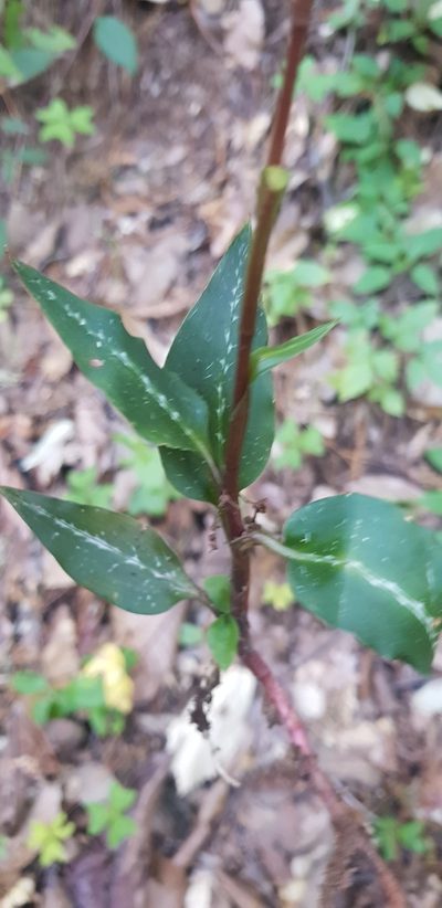 Goodyera striata, photographed by Eugenio Padilla