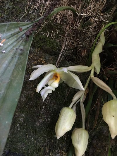 Stanhopea ruckeri, photographed by Adriana García Ramírez