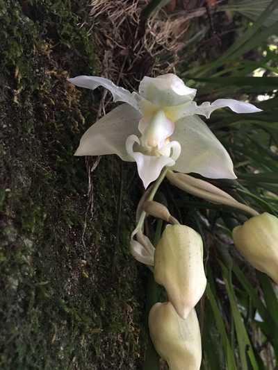 Stanhopea ruckeri, photographed by Adriana García Ramírez