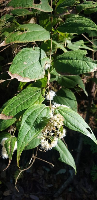 Ageratina areolaris, photographed by Eugenio Padilla