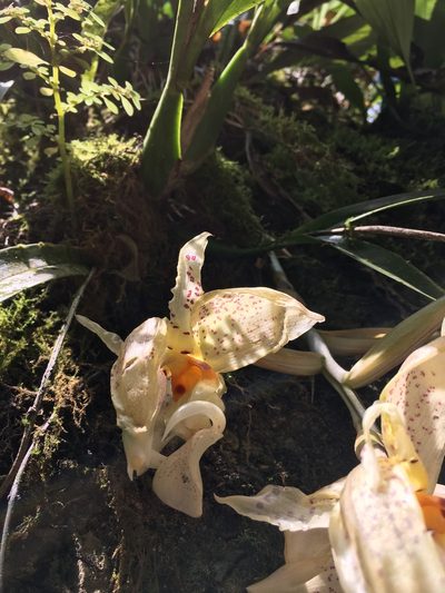Stanhopea ruckeri, photographed by Adriana García Ramírez