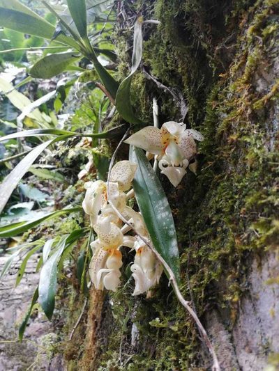 Stanhopea ruckeri, photographed by Adriana García Ramírez