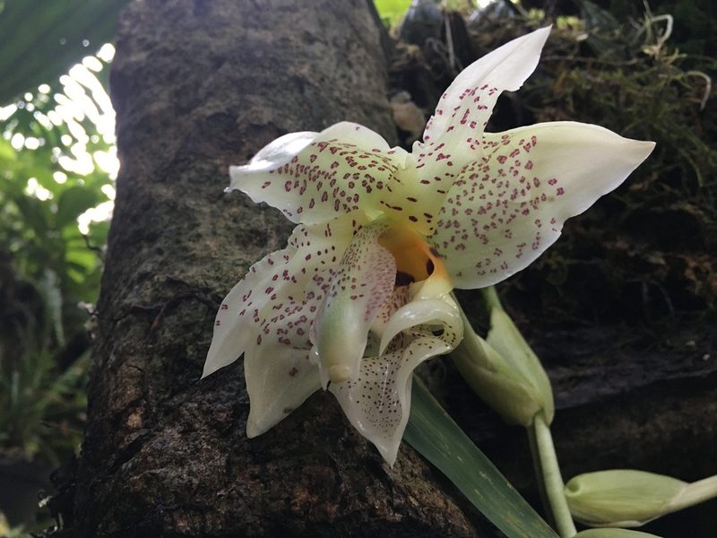 Stanhopea ruckeri, photographed by Adriana García Ramírez