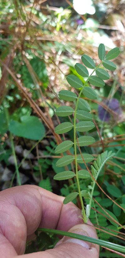 Astragalus guatemalensis, photographed by Eugenio Padilla