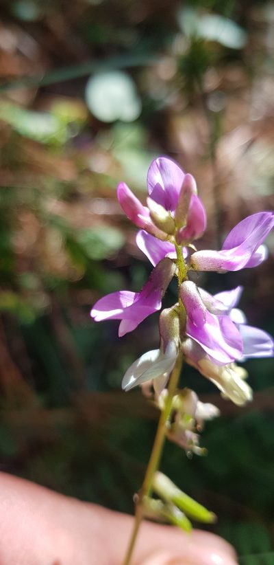 Astragalus guatemalensis, photographed by Eugenio Padilla