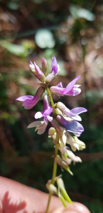 Astragalus guatemalensis, photographed by Eugenio Padilla