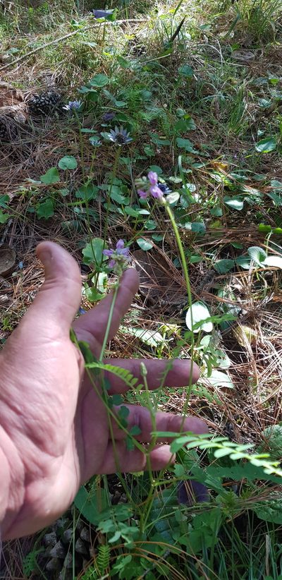 Astragalus guatemalensis, photographed by Eugenio Padilla