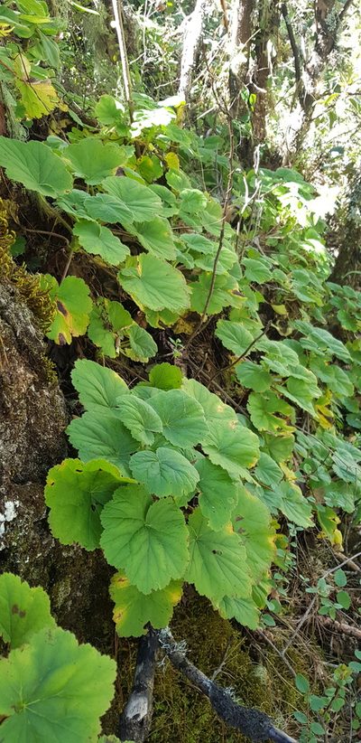 Heuchera longipetala, photographed by Eugenio Padilla