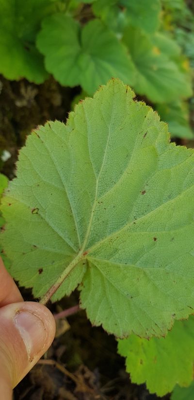 Heuchera longipetala, photographed by Eugenio Padilla
